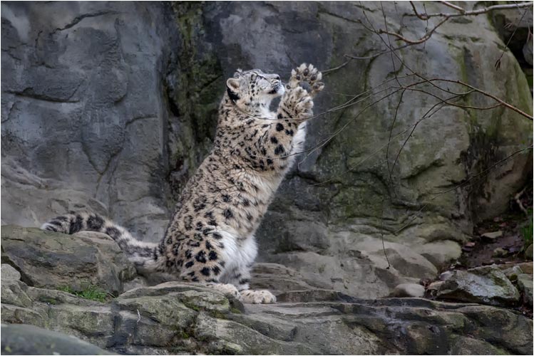Komm Vogel, ich fange dich!