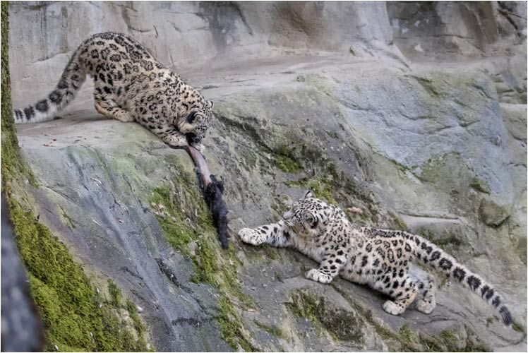 Ich will auch mit dem Fell spielen