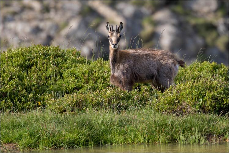 Gamskitz, Berner Oberland