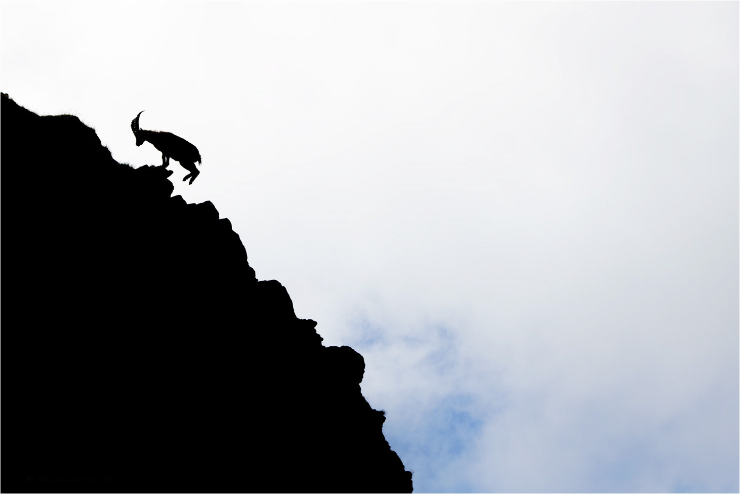 Steinbock auf Gratwanderung, Berner Oberland