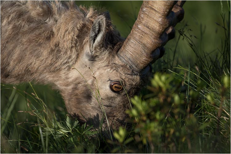 Das frische Gras ist hier ausgezeichnet