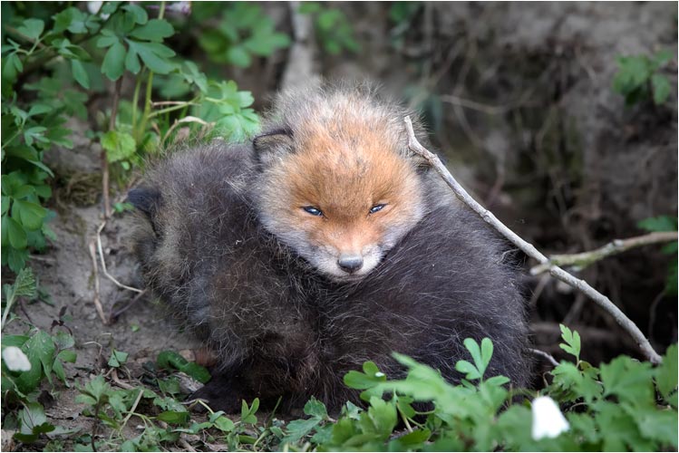 Zwei Junge Füchse, einer beobachtet mich