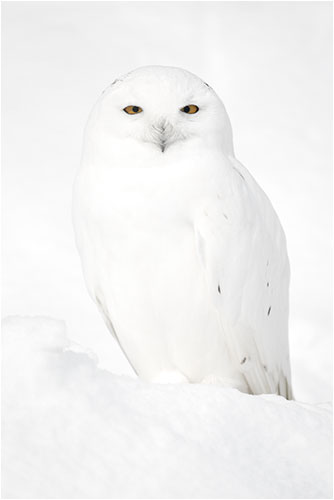 Januar. Schnee-Eule, Männchen, Zoo ZH