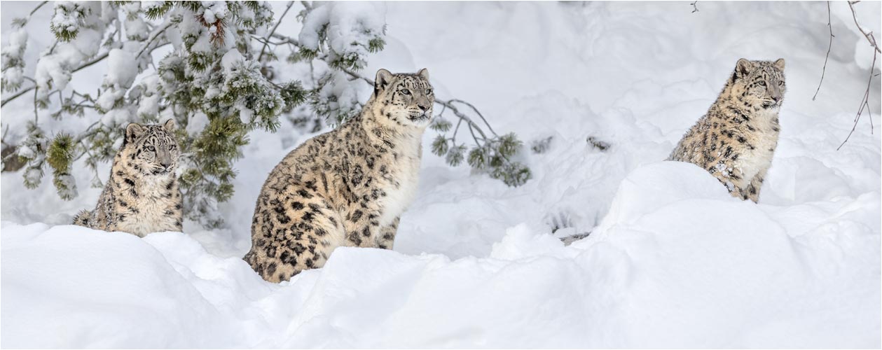 Orya, Djamilja und Okara, was sehen sie da?