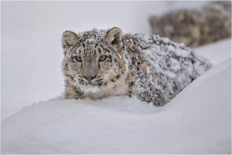 Orya geniesst den Neuschnee