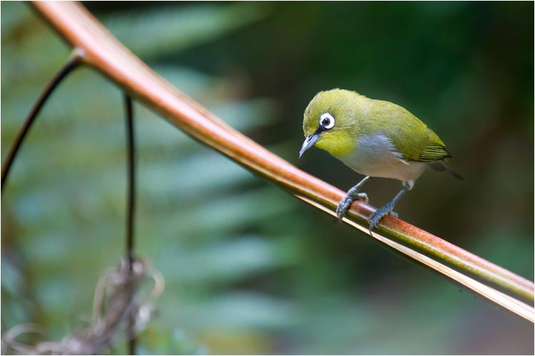 Der Madagaskar-Brillenvogel zeigt sich nur sehr selten. 