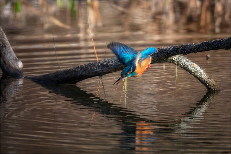 April. Der Eisvogel ist bei den aktuelle sommerliche Temperaturen sehr aktiv.