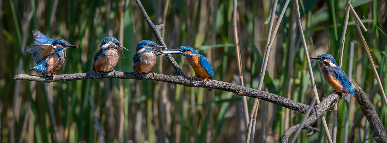 Juli. Junge Eisvögel im 4er Pack + Vater