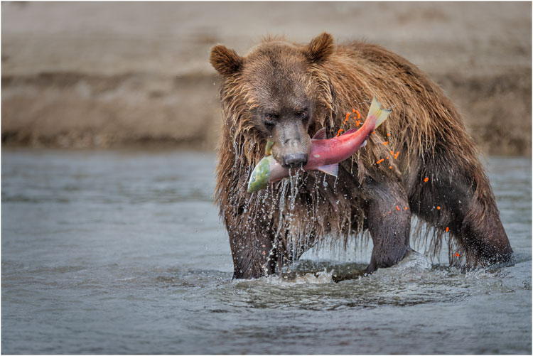 Diese Lachsweibchen gehörte mir!