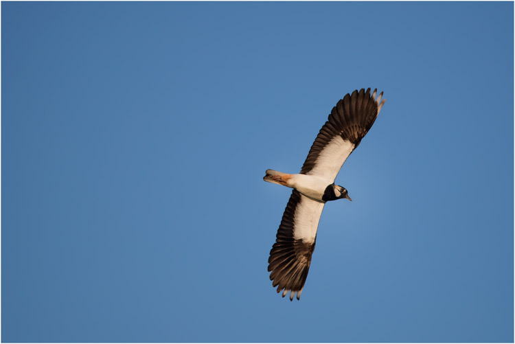 Kiebitz im Flug, beim Flugplatz Wangen/Lachen SZ