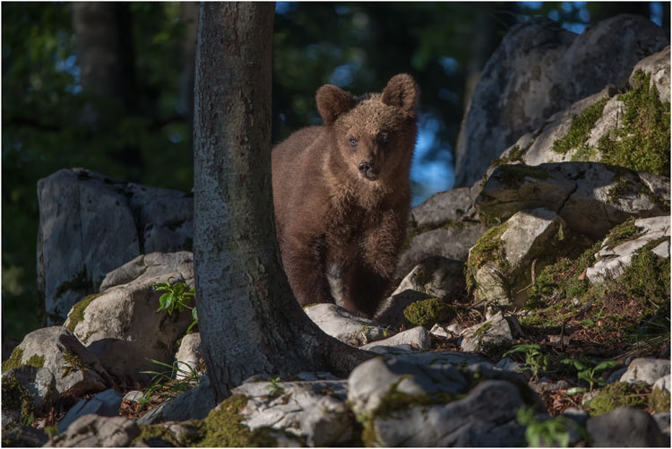 Jungbär ca. 18 Monate alt im warmen Sonnenlicht