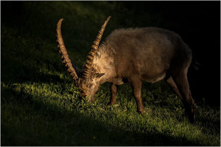 Kapital-Steinbock im letzten Sonnenlicht bei Pontresina