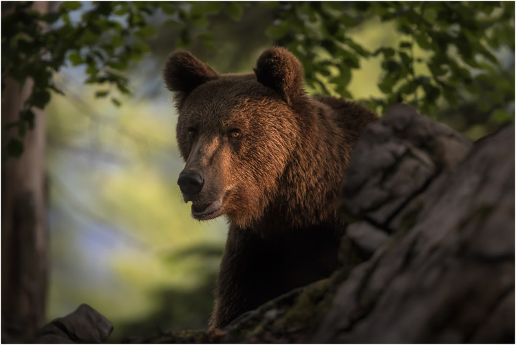 Bär vom letzten Sonnenstrahl begrüsst