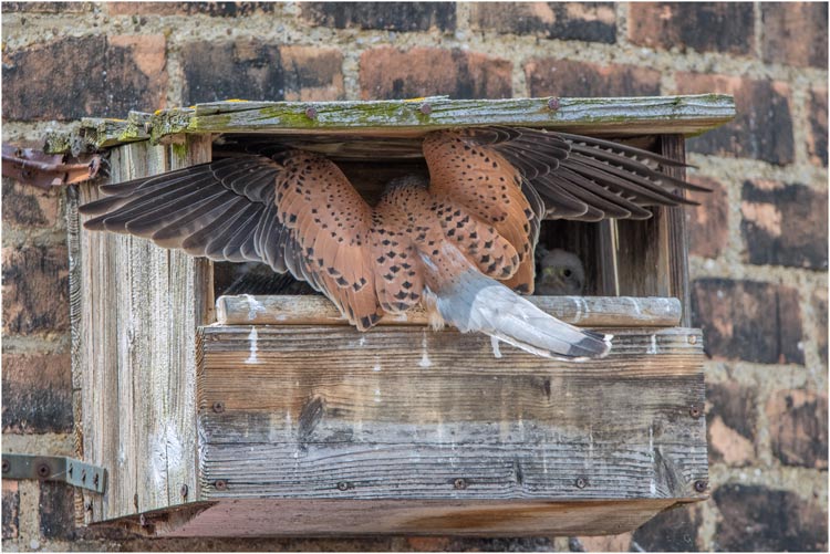 ...das Futter kommt!