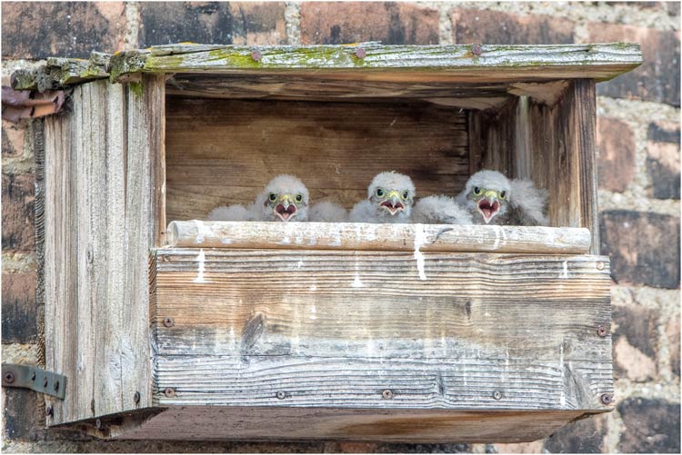 Hungrige kleine Turmfalken...