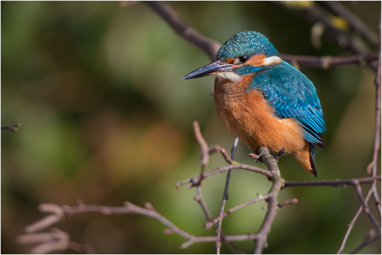 Eisvogel-Männchen am Pfäffikersee