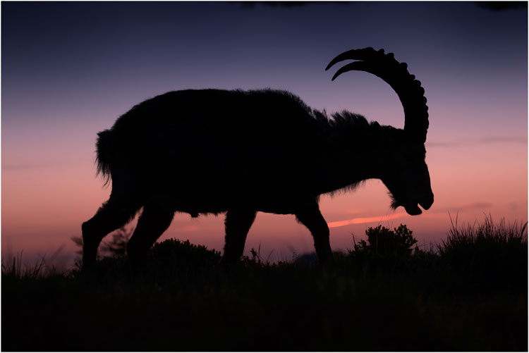 Juli, Steinbock-Silhouette im letzten Tageslicht. Niederhorn