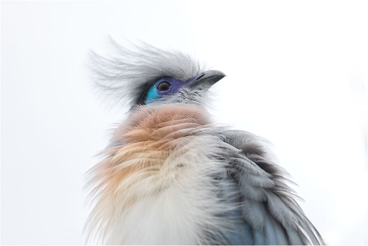 Hauben-Seidenkuckuck