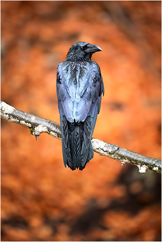 November. Black Crow. Juraparc / Vallorbe