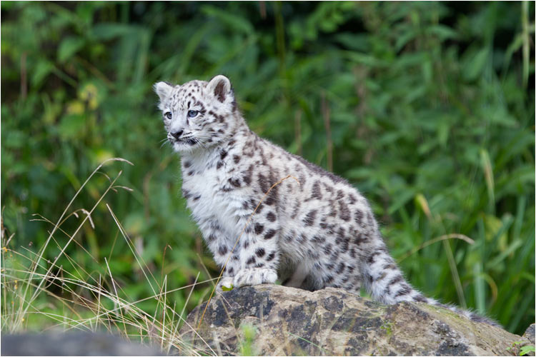 Das Posieren muss man Mohan nicht mehr beibringen!
