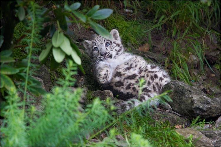 Diese Blätter haben eine gewisse Anziehungskraft