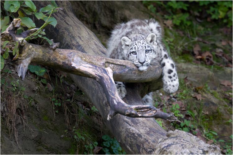 Mohan's neuer Beobachtungsposten