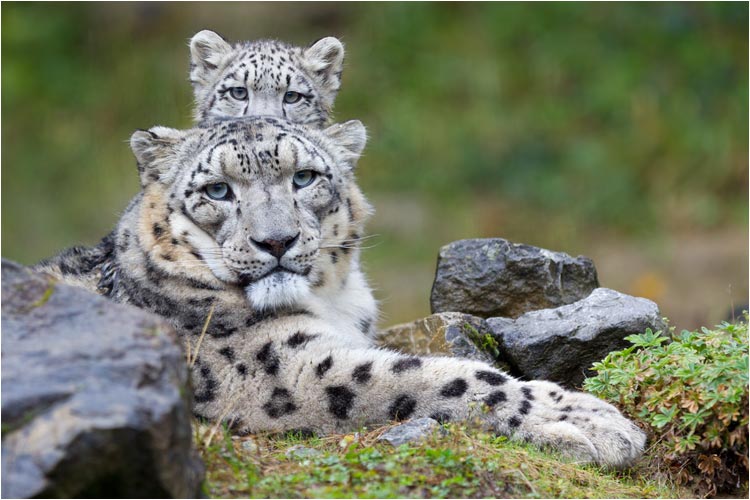 Was der Vater Villy sieht, sieht der kleine Sohn Mohan auch!