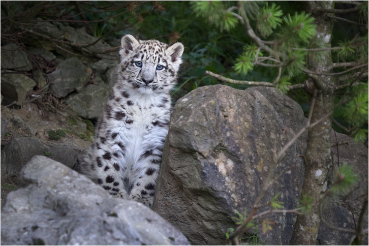 Von hier aus sehe ich genau was die Fotografen vorhaben.
