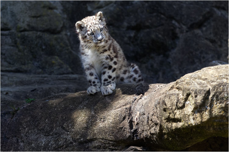 Von hier oben kann ich gut beobachten.