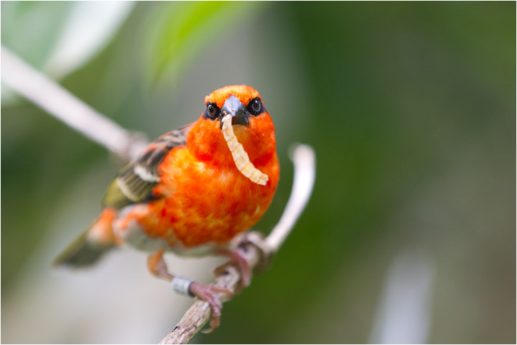 Männliche Madagaskarweber beim Mittagessen