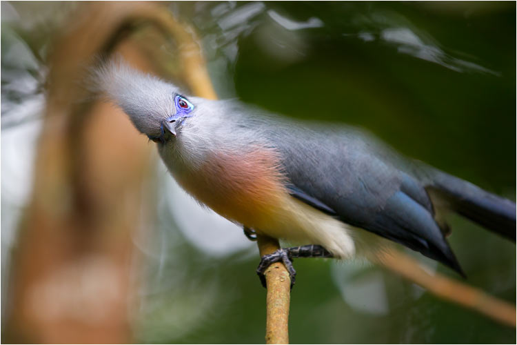 Der Hauben-Seidenkuckuck ist nur auf Madagaskar zu finden.