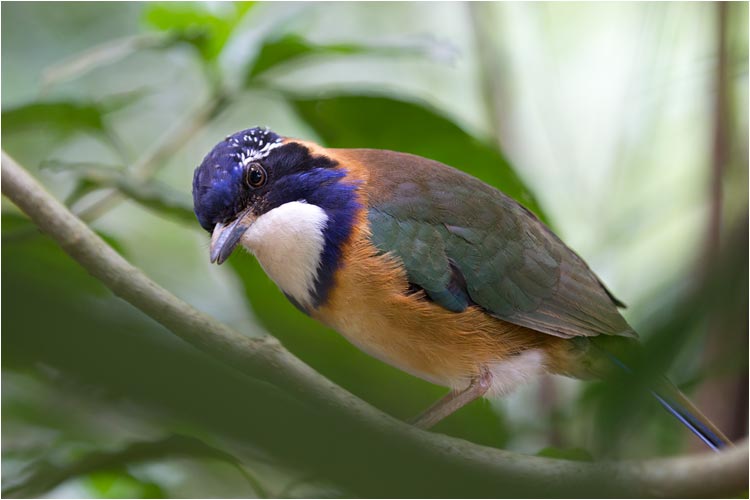 Diese Erdracke ist sehr neugierig