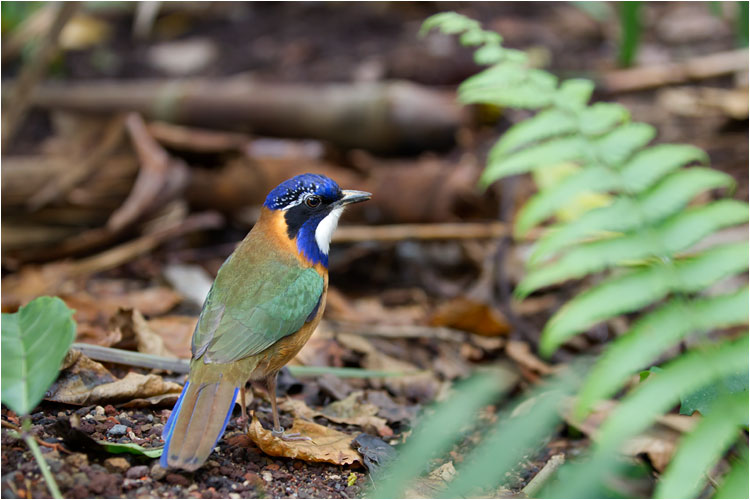 Die Erdracken leben nur auf Madagaskar