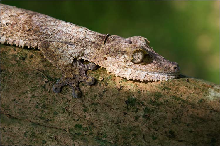 Der Plattschwanzgecko ist ein Tarnkünstler.