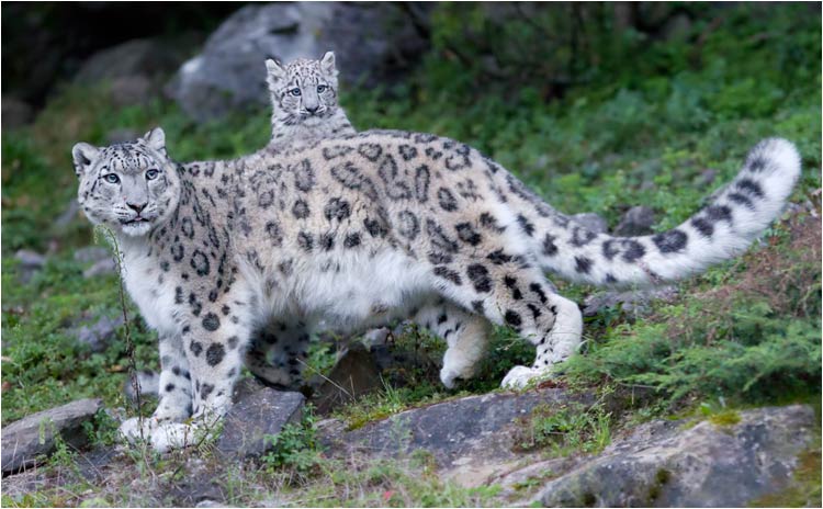 Kommt der Villy oder doch nicht?