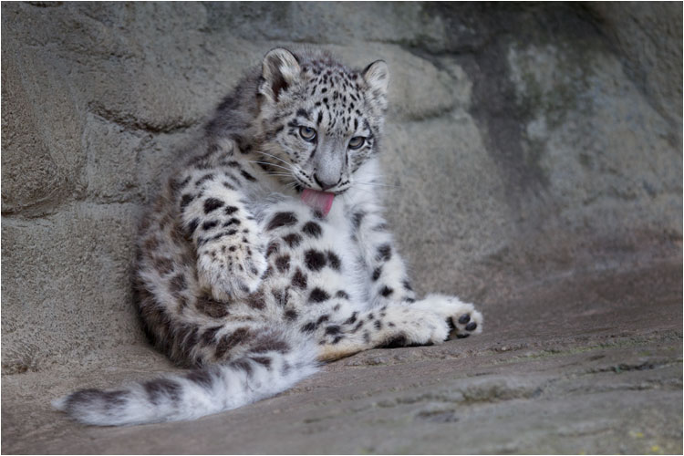 Mohan wird grösser, die blaue Farbe der Augen ist weg