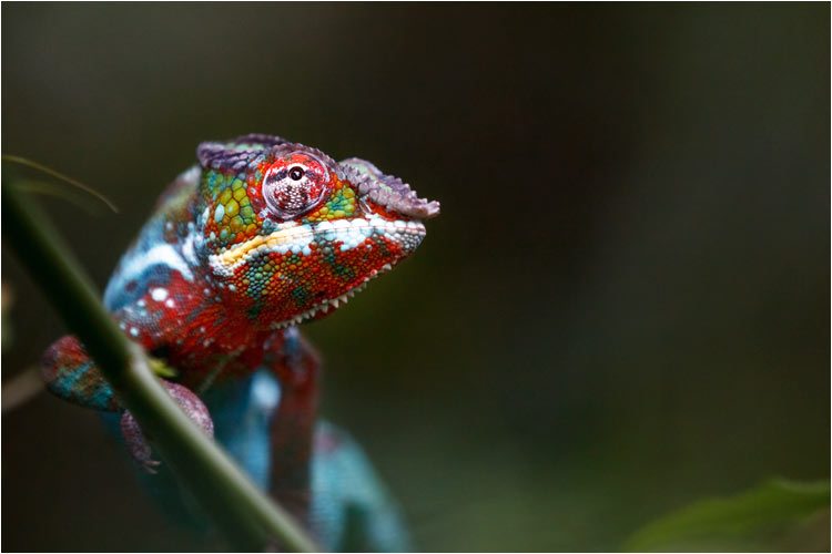 Männlicher Pantherchamäleon auf Enddeckungstour
