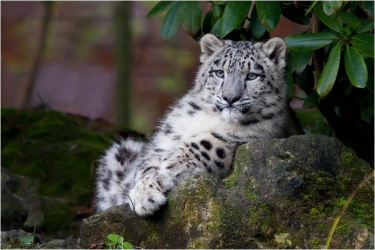 Mohan ist schon eine ganz grosse Katze geworden