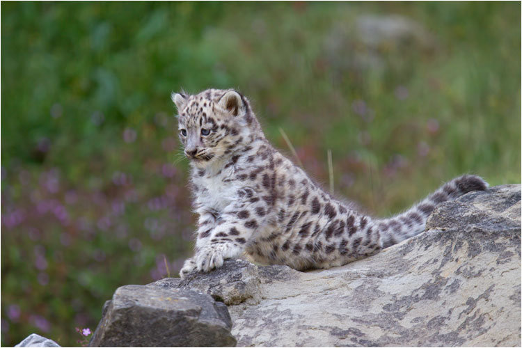 Der kleine Mohan kann schon richtig posieren