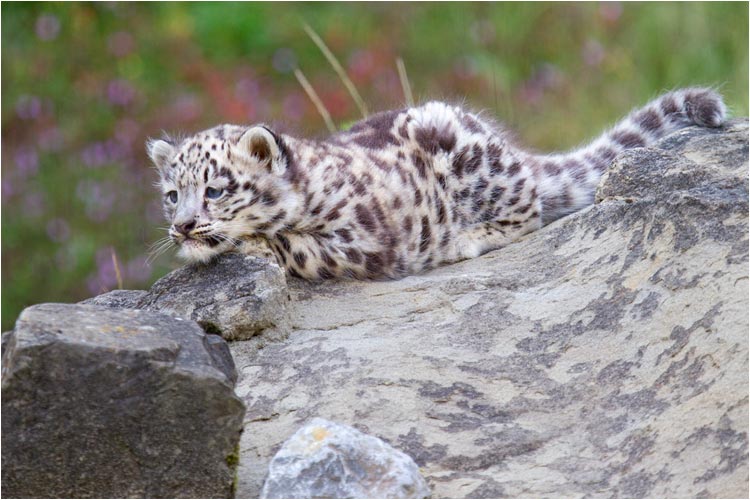 Vor dem Angriff sorgfältig beobachten