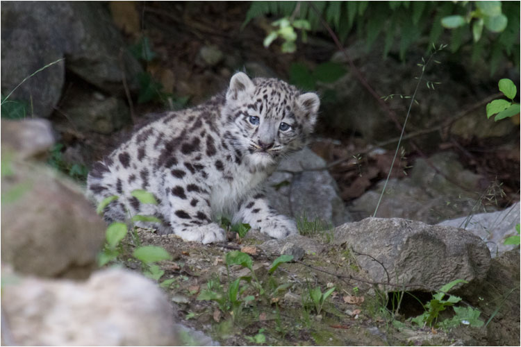 Ein wenig schüchtern ist Mohan schon noch