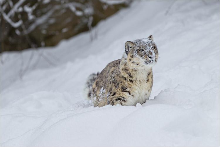 Wer bin ich? Dshamilja spielt im Schnee