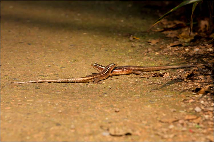 Diese beiden Madagaskar-Schildechsen geniessen die Wärme des Bodens
