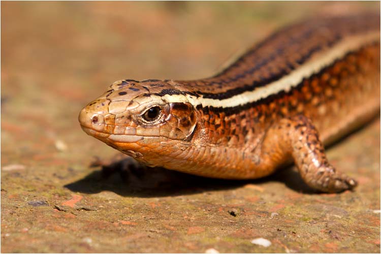 Diese Madagaskar-Schildechse war gar nicht scheu