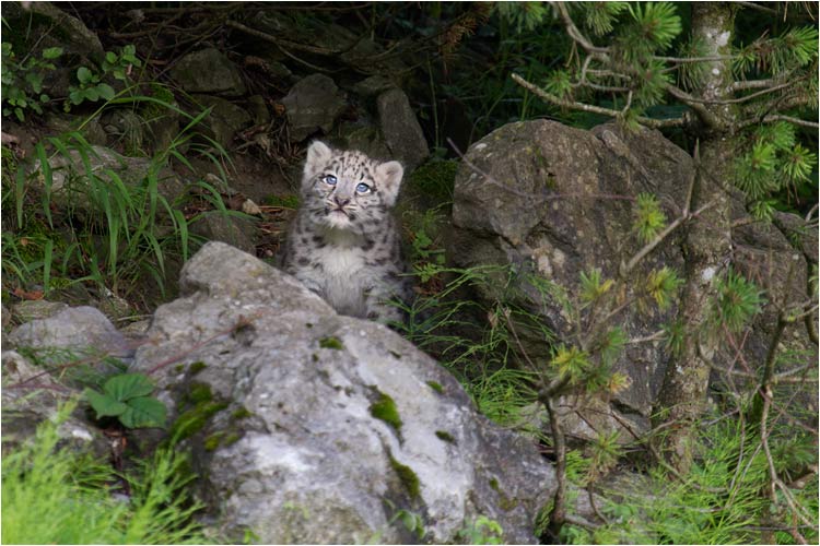 Zeige dich, kleiner Mohan!