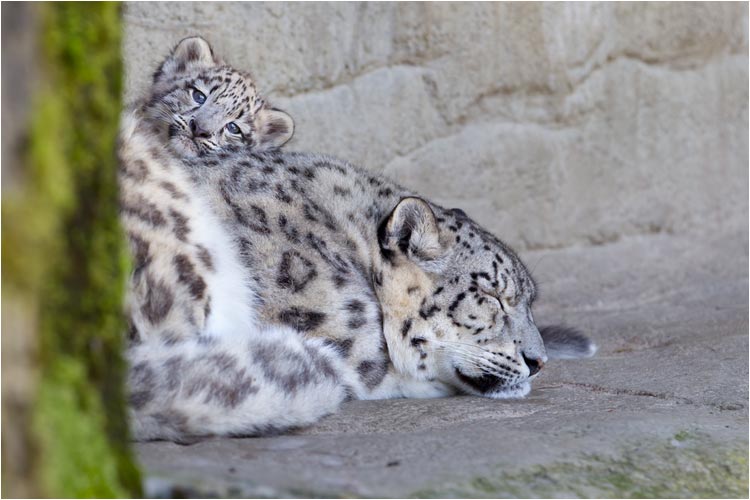 Hier bei Mammi bin ich in Sicherheit