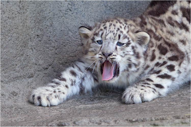 ....nein, nein, er ist nur am gähnen!