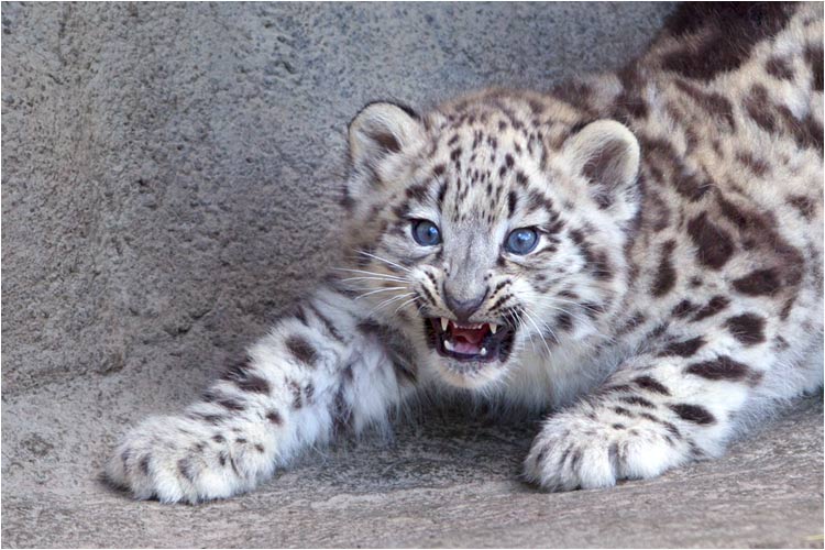 Huhhh, Mohan kann auch die Zähne zeigen...