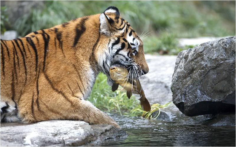 Siegerbild 2011 vom Tiger-Foto-Wettbewerb Zoo Zürich