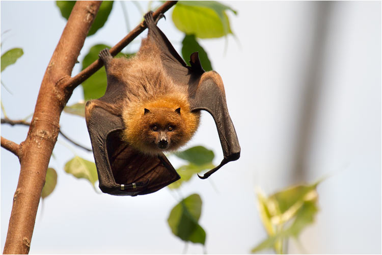 Dieser Flughund bereitet sich für den Abflug vor.